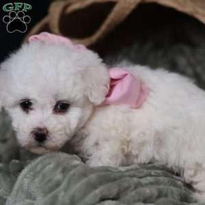 Joy, Bichon Frise Puppy